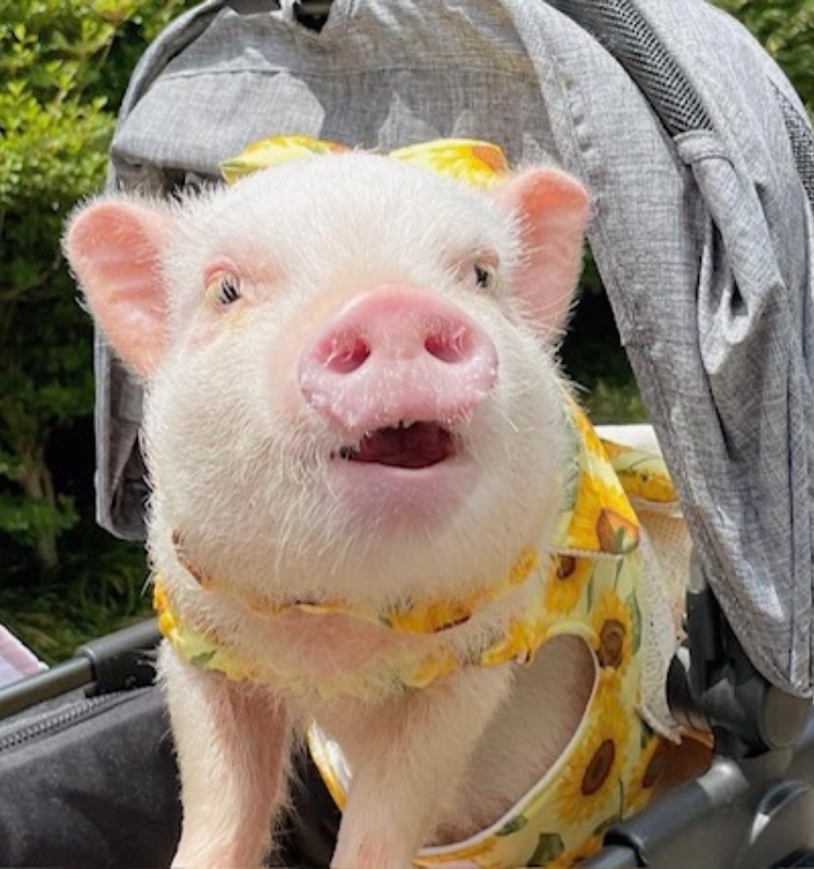 【導入事例】pignic