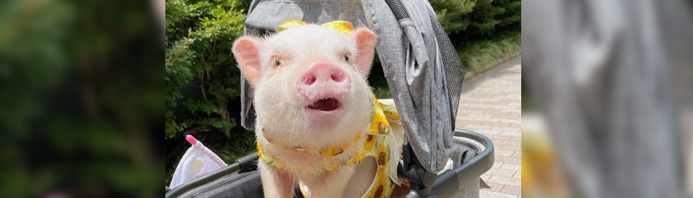 【導入事例】pignic