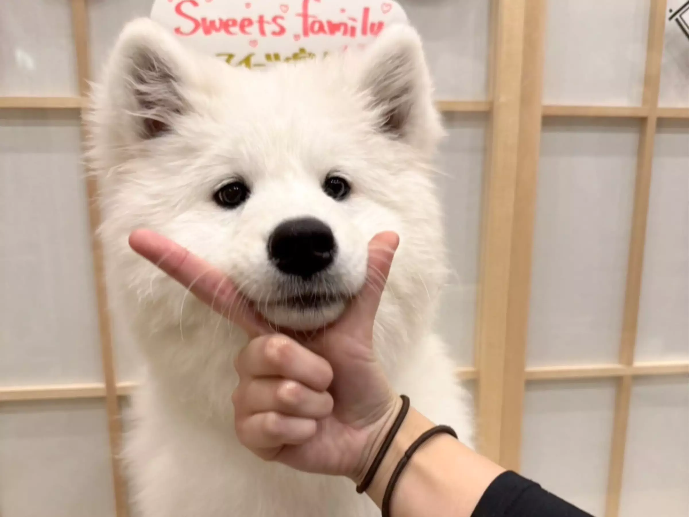 サモエドの写真