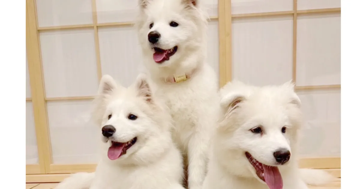 サモエドたちの写真